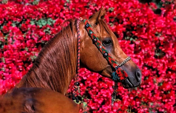 Hors