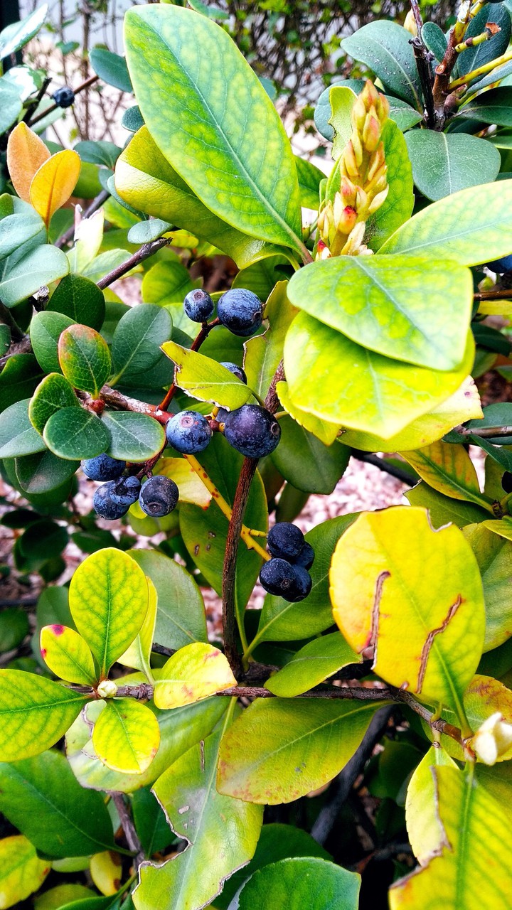 blueberry