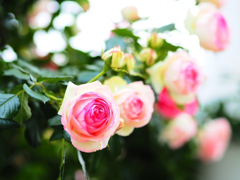 Roses