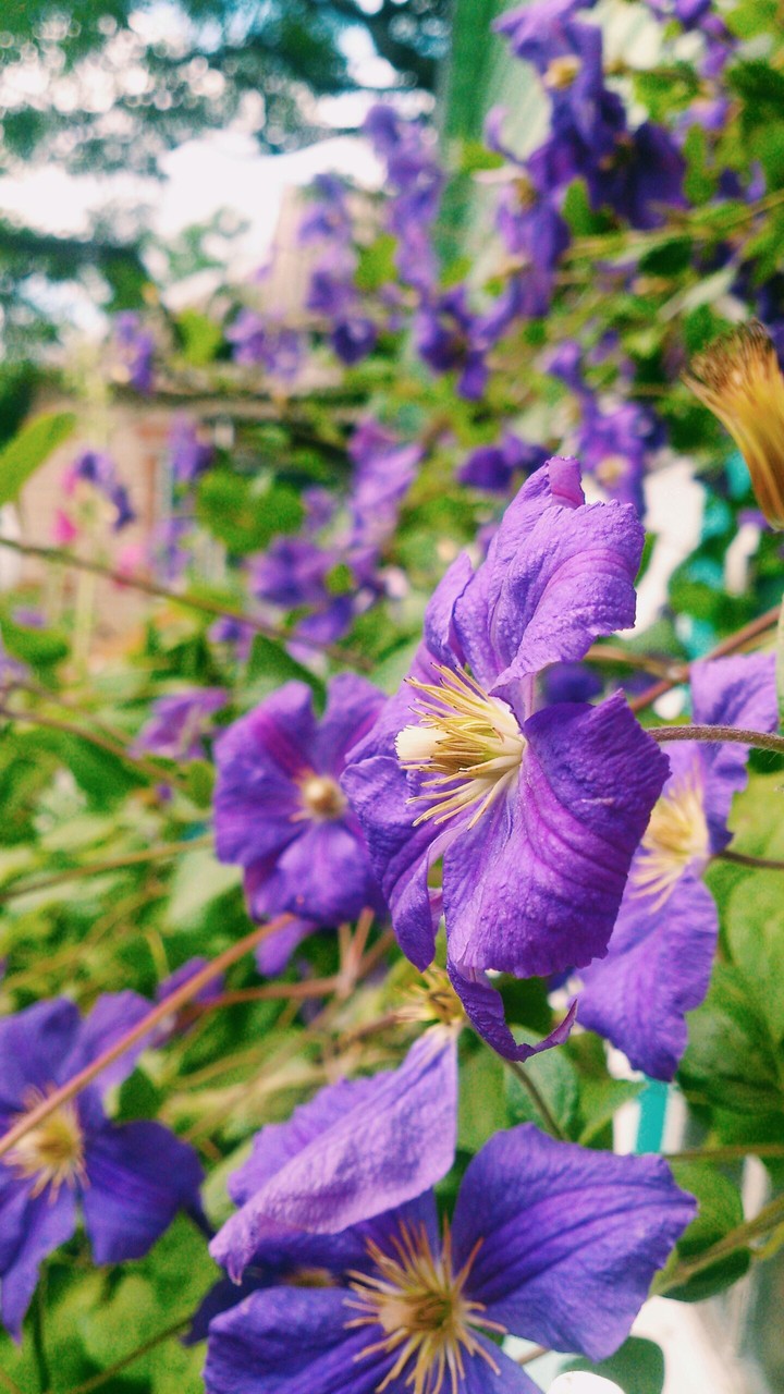 clematis