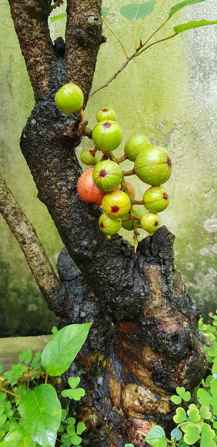 Sân vườn