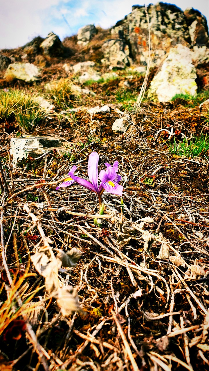 Flower