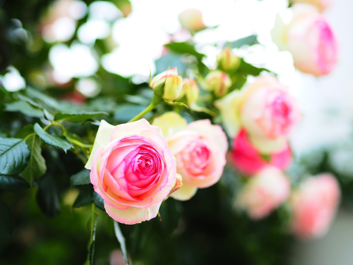 Roses