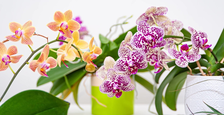 #exotic fragance