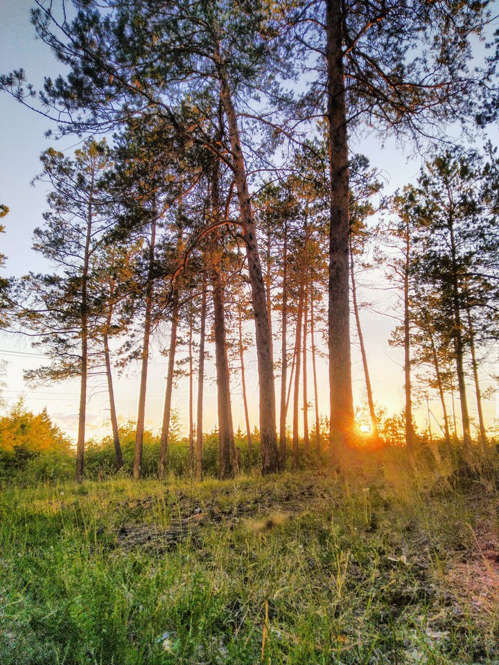 лес