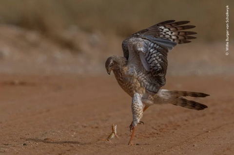 accipitridae, wing वॉलपेपर