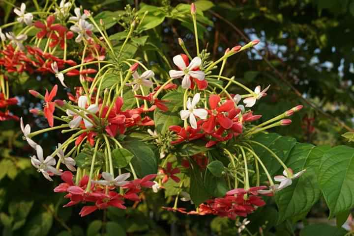 " Rangoon creeper"