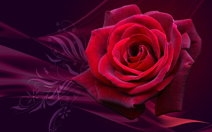 rosa