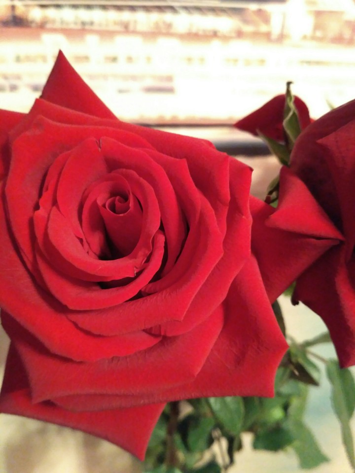 rose