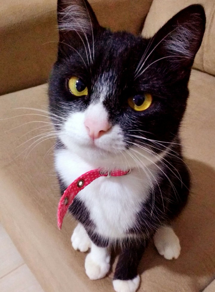 gata Lola