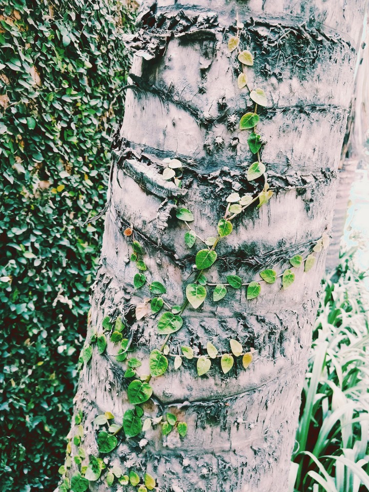 green leaves
