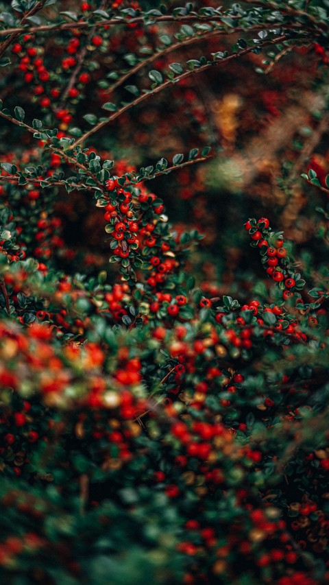 fruit, berry duvar kağıtları