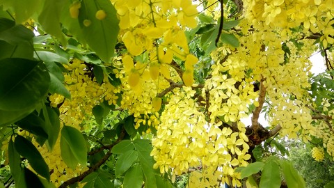 spring yellow green