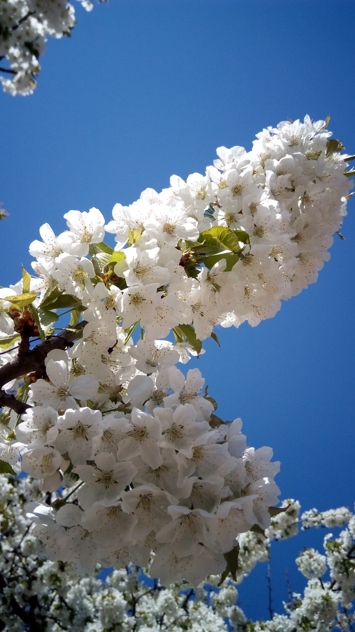 Cherry tree white flower