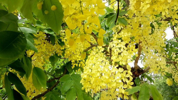 spring yellow green