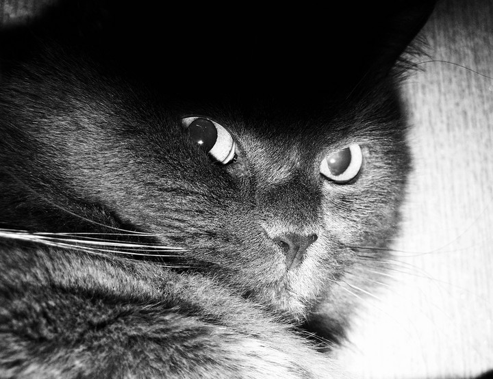 Кот
