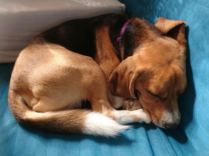 Athos my beagle. Quietly sleeping.