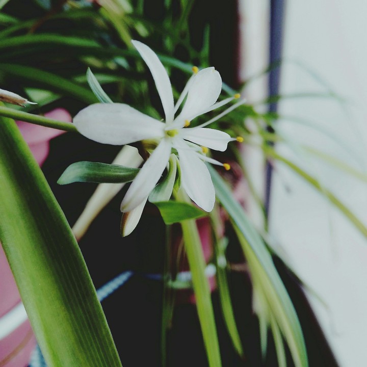 White flowers