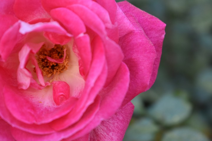 Insides of a rose