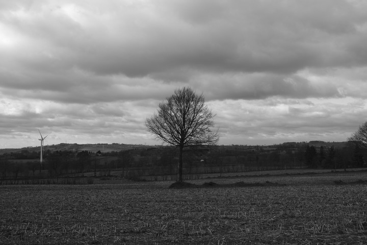 crome tree