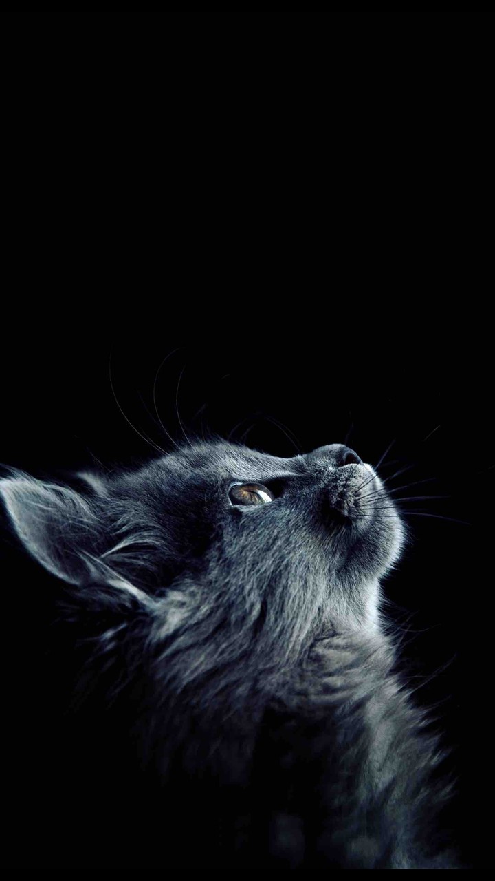 kitten