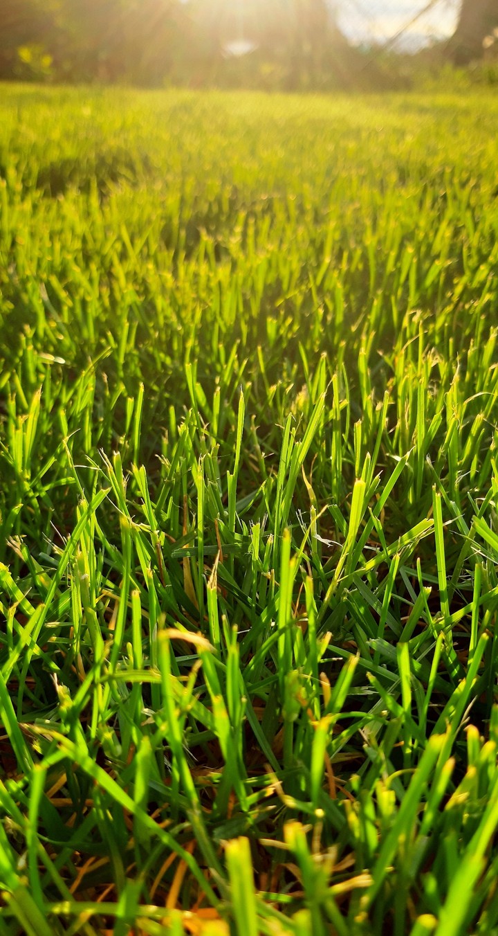 Grass