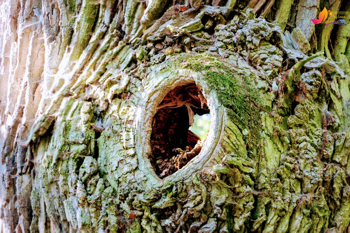 Gnarled bark