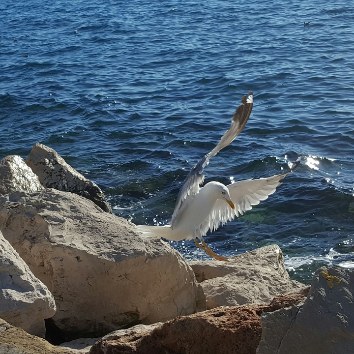 Adriatic sea