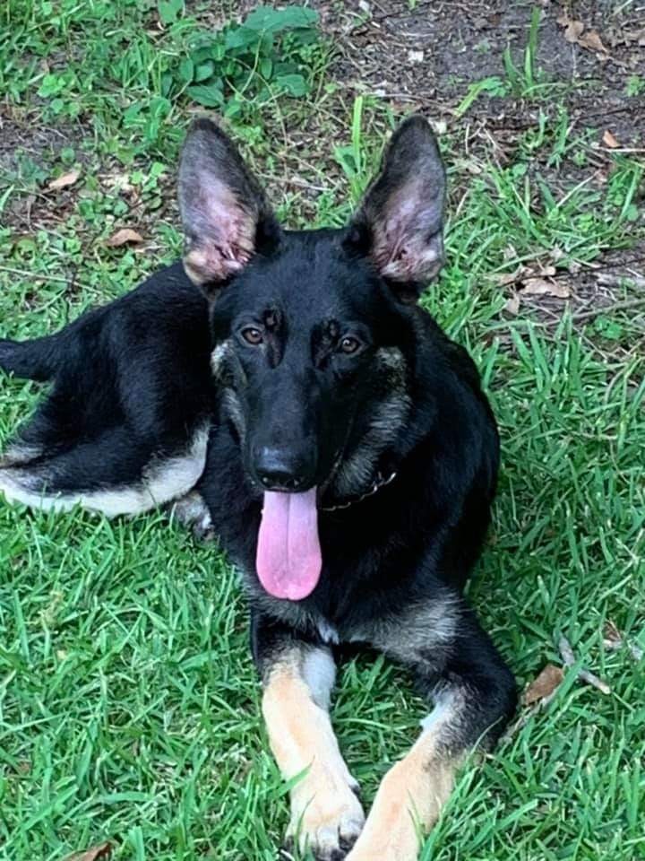 beautiful shepherd ..Tina