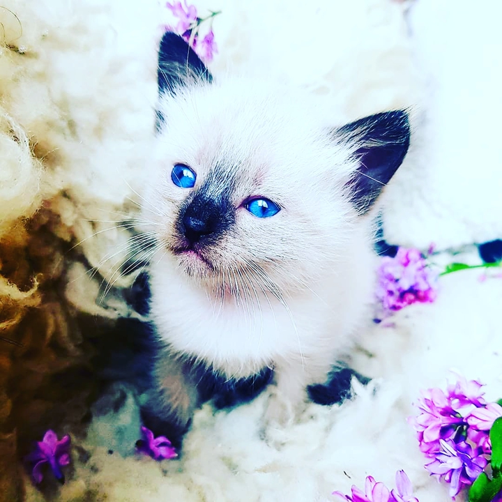 kitten