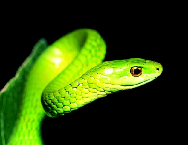 snake