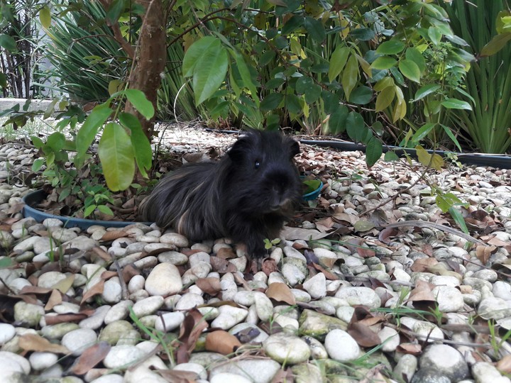 pig's Sheltie