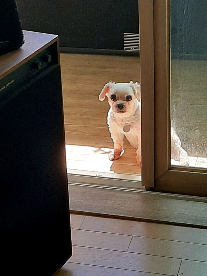 나의 애견 루더 my pet  dog