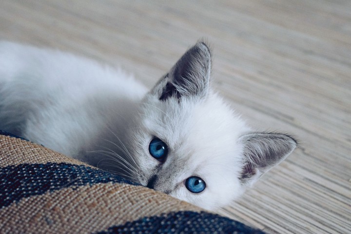 Blue eyes