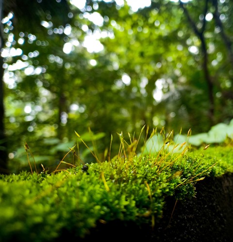 Greenish Morning