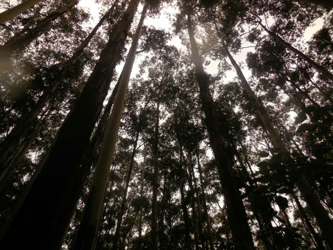forest