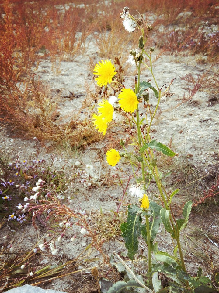 Flowers
