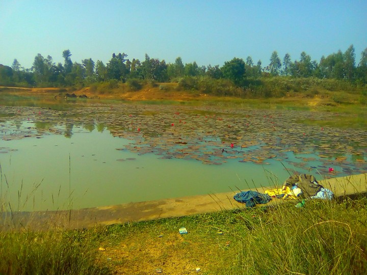 pond