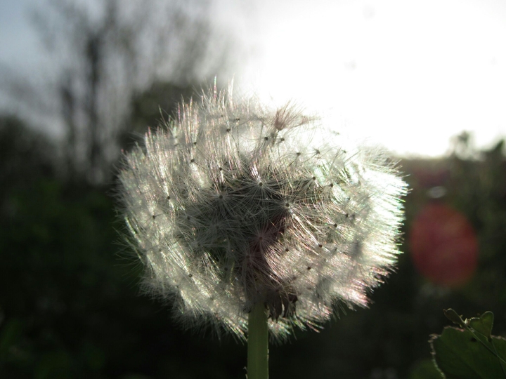 Dandelion