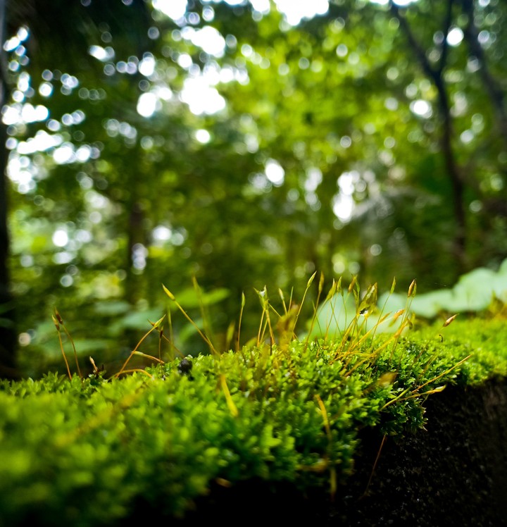 Greenish Morning