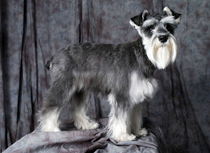 강아지와 동물들