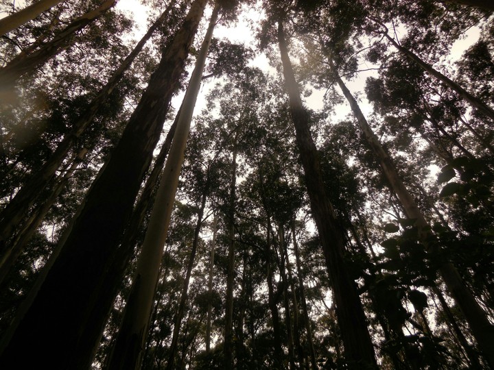forest