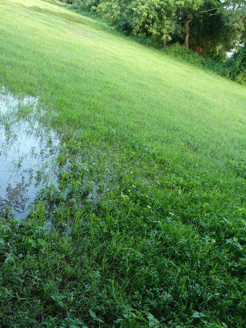 #go green