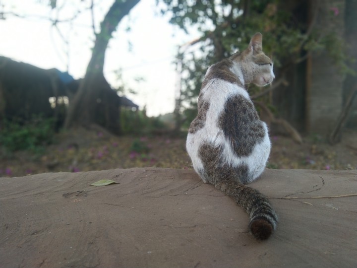 cat