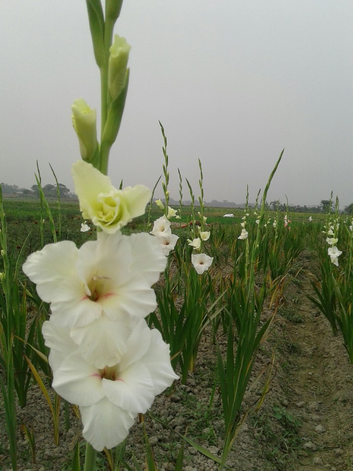 white flower