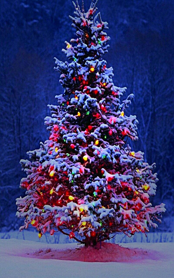 Christmas Tree 