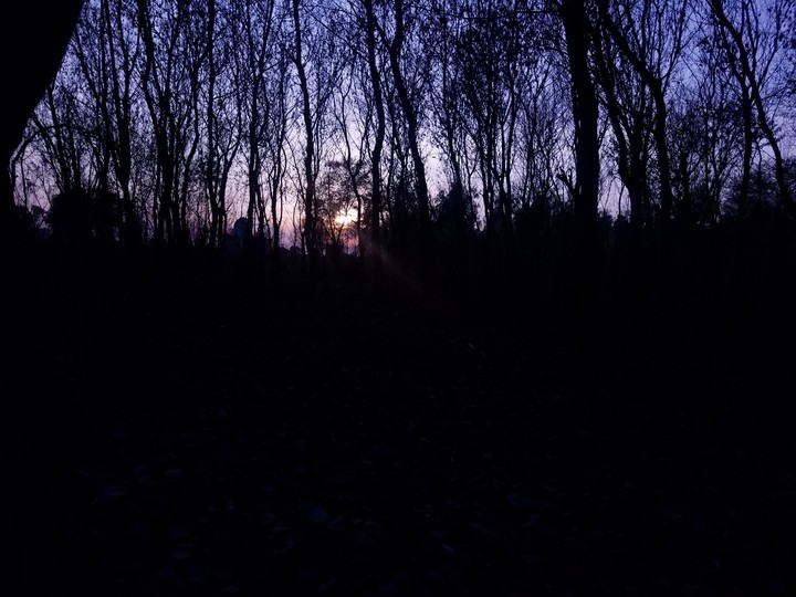 sunset in forest
