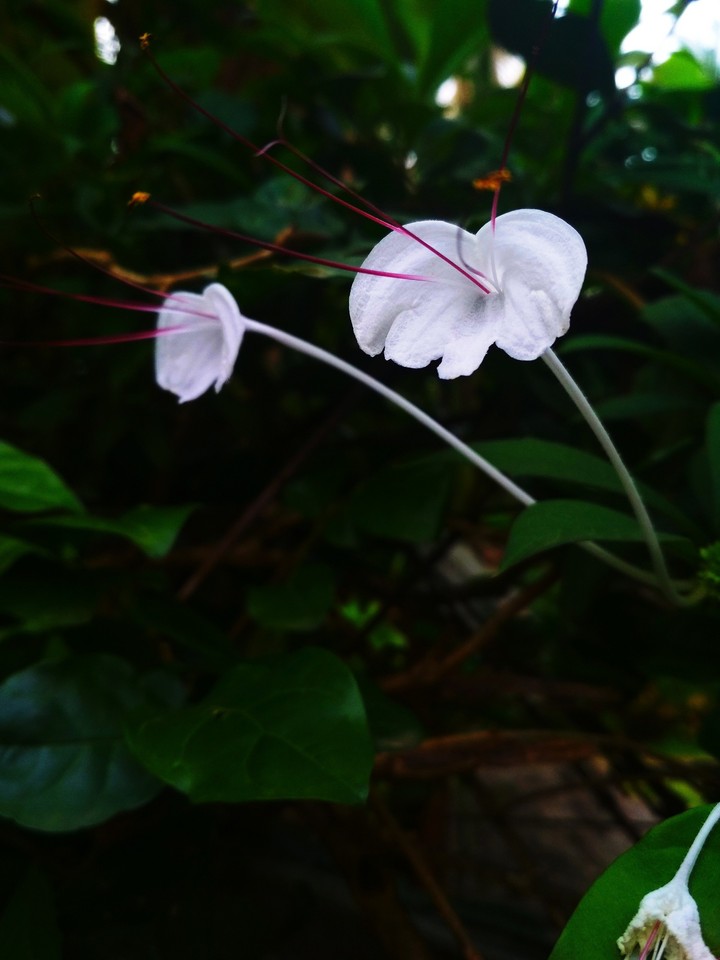 white flower