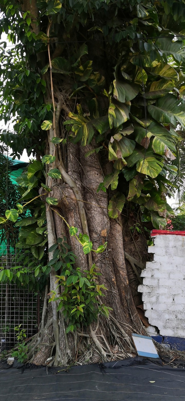 tree