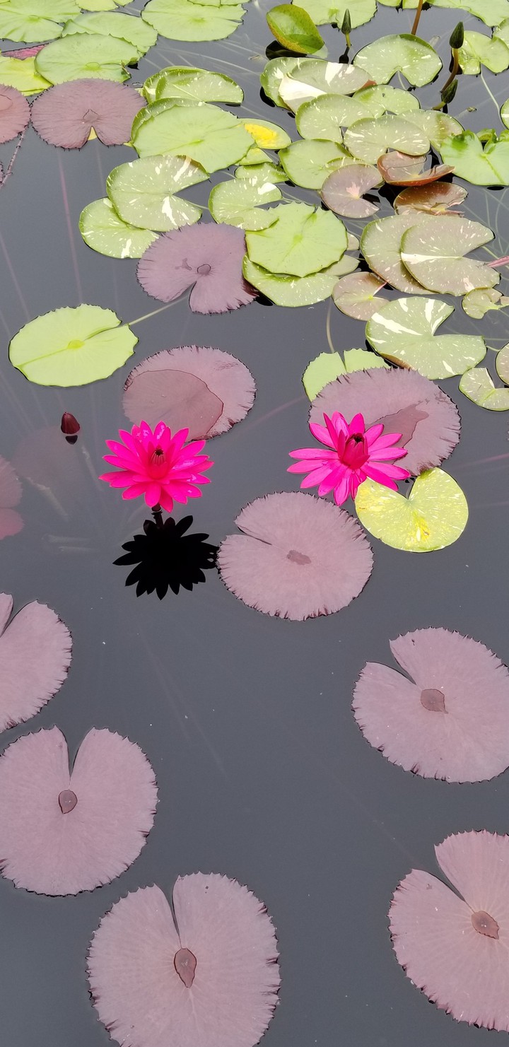 Lotus